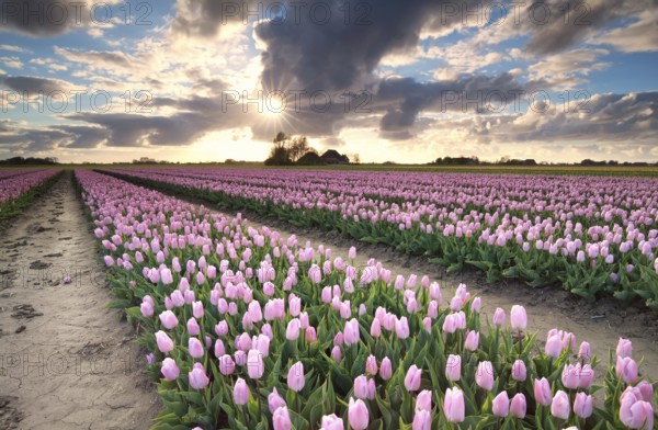 Sunshine over tulip field, Netherlands