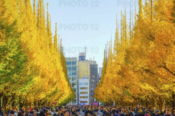 Ginkgo Shrine outer garden ginkgo row of trees. Shooting Location: Tokyo metropolitan area