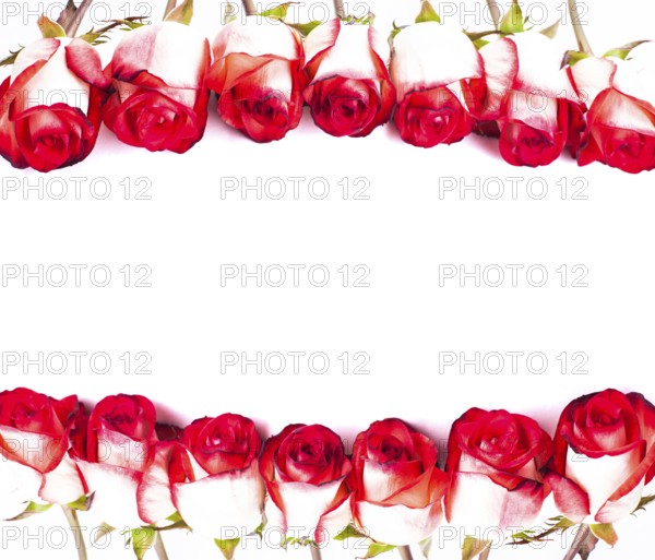 Red roses in a row isolated on white