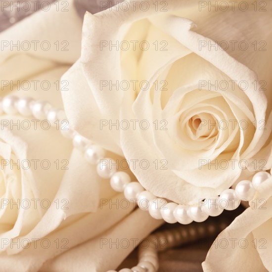 Pearl beads and cream rose on the silk background