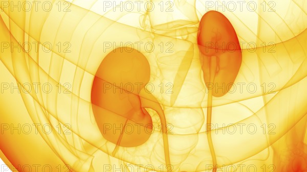 3D Illustration Concept of Human Urinary System Kidneys Anatomy