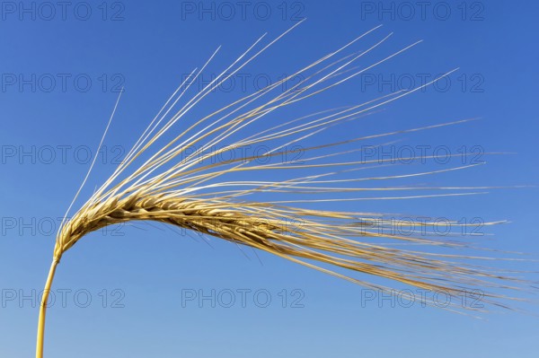 Barley field in front of harvest, barley, ear, ears, cornfield, food, cornfield, Austria, Europe