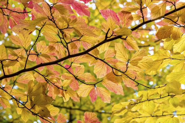 Persian ironwood (Parrotia persica), Treptower Park, Berlin, Berlin, Germany, Europe