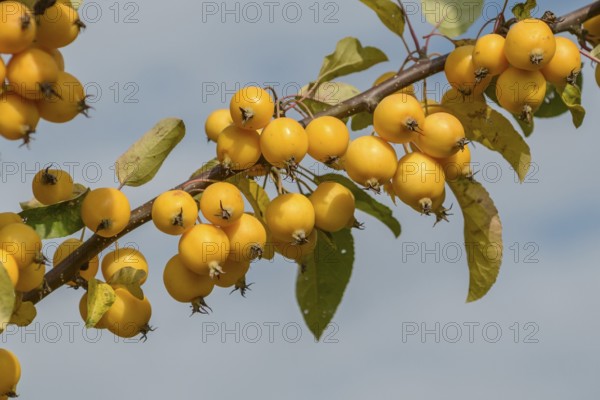 Ornamental apple (Malus 'Golden Hornet'), Bavarian State Institute for Viticulture and Horticulture, Veitshöchheim, Bavaria, Germany, Europe