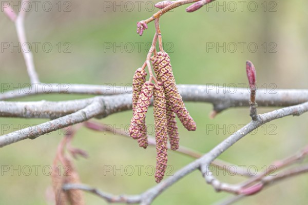 Red alder (Alnus rubra), Tharandt Forest Park, Germany, Europe