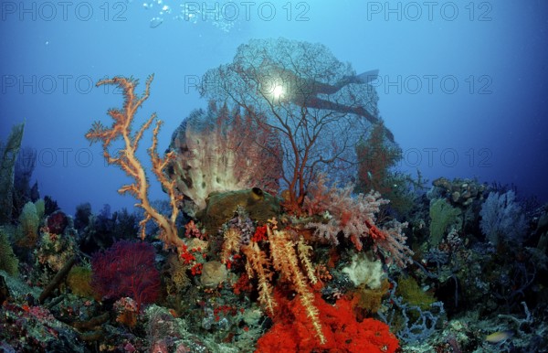 Diver and coral reef, Indonesia, Wakatobi Dive Resort, Sulawesi, Indian Ocean, Banda Sea, Asia