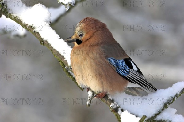 Jay, European Jay, Jay, eurasian jay (Garrulus glandarius), Geai des chênes, Arrendajo Común, Arrendajo, on perch, winter, snow, Ormoz area, Ormoz, Podravska, Slovenia, Europe