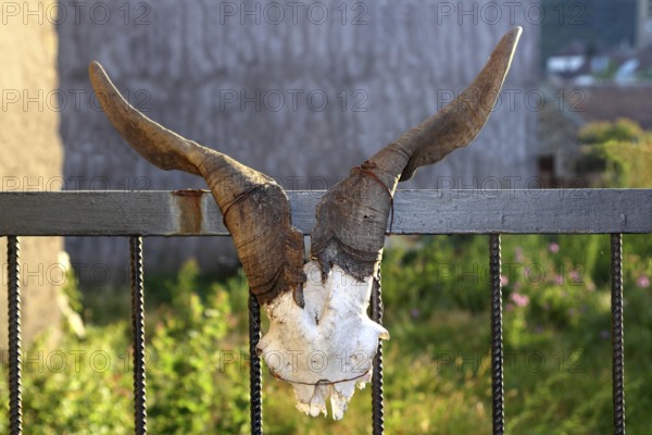 Goat horn fertility symbol metaphor tied on entrance fence door