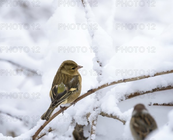 Closeup of a female chaffinch sitting on a snow covered tree