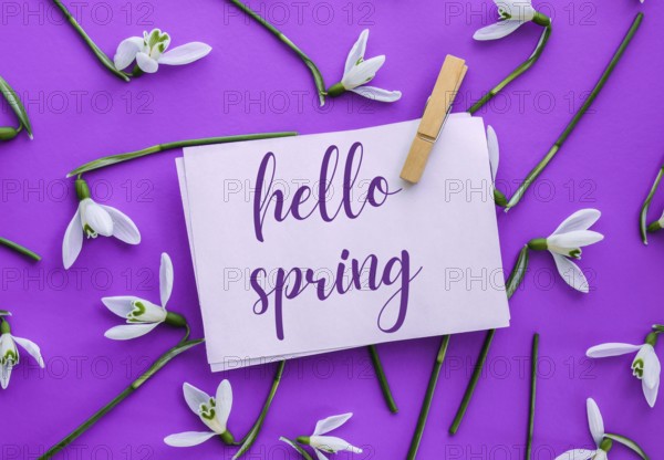 Greeting card text HELLO SPRING lettering with snowdrop flowers. Early spring flowers. Springtime. Fresh bouquet. Message