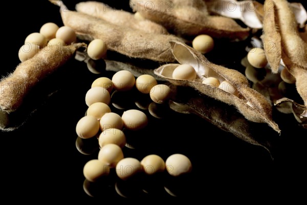 Soybeans forming Pound sterling symbol. Soybean market. Agriculture Soybean pods