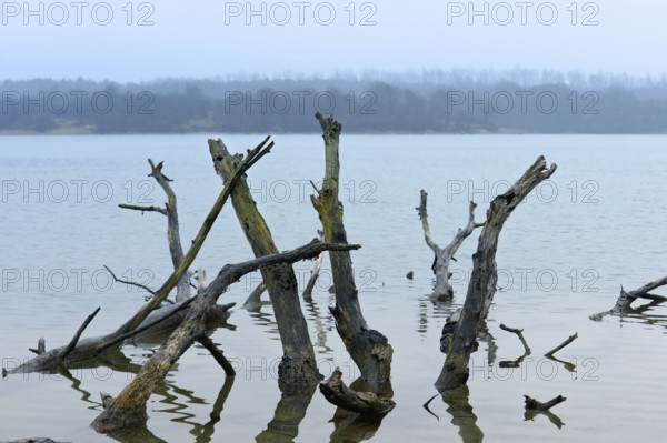 The snag in the water the roots of the old tree sticking out is dangerous