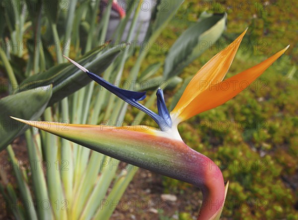 Close up of an orange and blue bird of paradise flower Strelitzia reginae growing in a park in funchal madeira