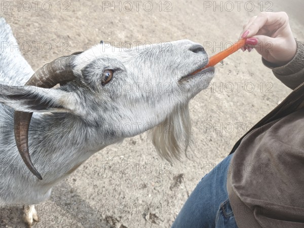 Woman vet feeding goat. farm and farming concept