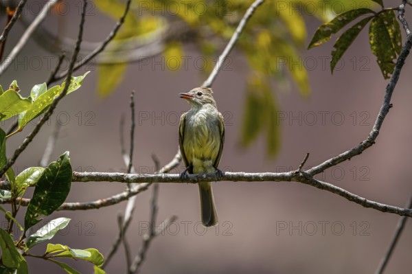 Swallow flycatcher perched on a tiny branch against defocused background, Biribiri State Park, Minas Gerais, Brazil, South America