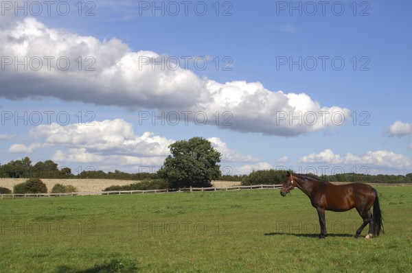 Brown on a pasture