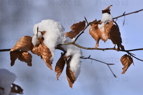 Beech leaves in winter