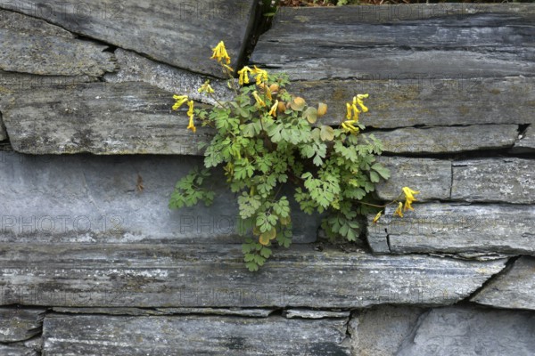 Rock Corydalis