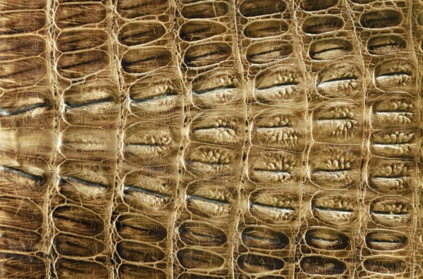 Crocodile leather background