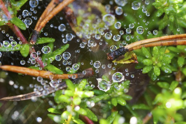 Dew drops on a spider web on a background of green leaves