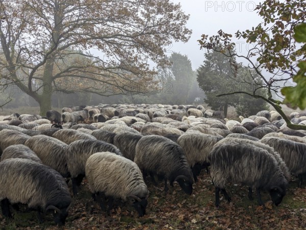 Heidschnucken in the Lüneburg Heath, in the November fog, near Niederhaverbeck