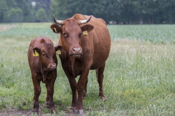 Red cattle cow with calf on the pasture