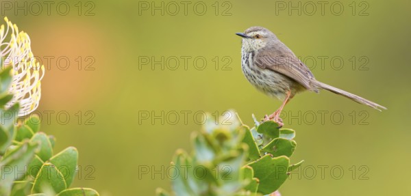 Spotted Prinia, (Prinia maculosa), Karoo Prinia, Prinia du Karoo, Prinia del Karoo, Harold Porter National Botanical, Betty's Bay, Western Cape, South Africa, Africa