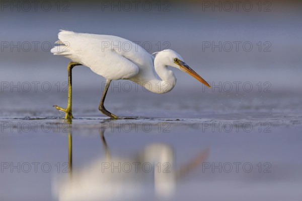 Western Reef Heron, Western Reef-Heron, Western Reef-Egret, (Egretta gularis), Garceta Dimorfa, Raysut, Salalah, Dhofar, Oman, Asia