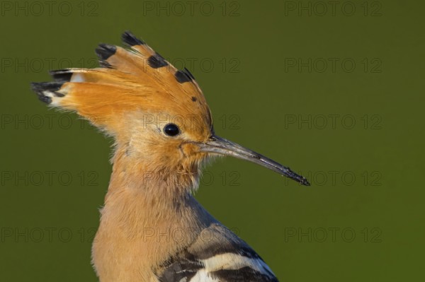 Hoopoe, (Upupa epops), on a perch, family Hoopoes, early raptors, Hides de El Taray / Lesser Kestrel Hide, Villafranca de los Caballeros, Castilla La Mancha / Toledo, Spain, Europe