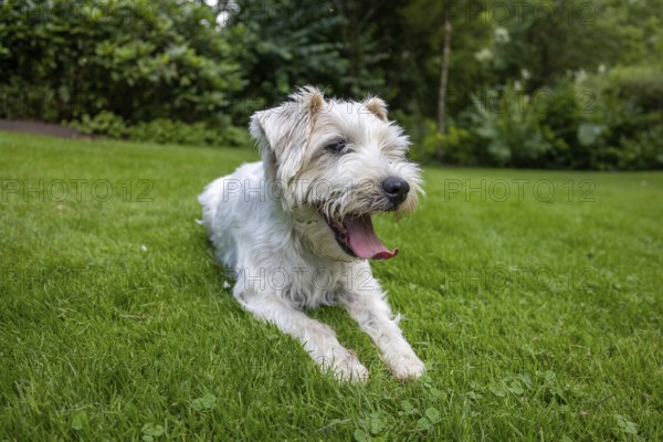 Jack Russell Terrier Dog resting in Green Garden