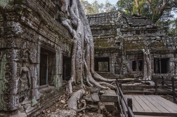 Roots of giant tree covering the ruin of Ta Prohm temple in Angkor Wat, Siem Reap, Cambodia, Asia