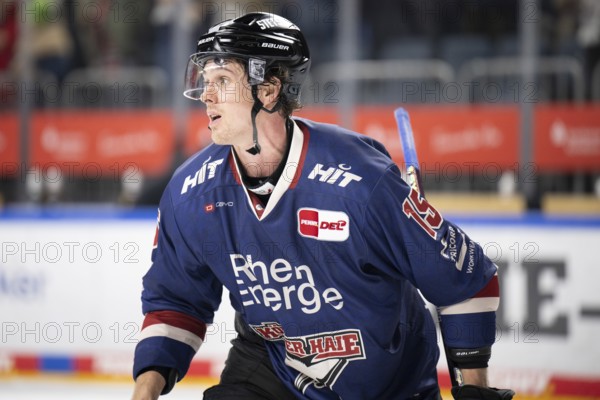 Laura Dick Cologne, LanxessArena, North Rhine-Westphalia, Louis- Marc Aubry (Cologne Sharks, #15), PENNY DEL, Cologne Sharks-Augsburg Panthers on 08.12.2024 at the LanxessArena in Cologne Germany