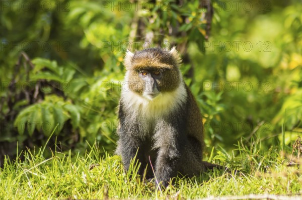 Monkey Sykes Cercopithecus frontalis sitting on the grass in Aberdare National Park Kenya Africa