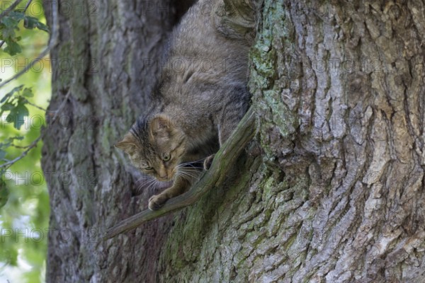 Climbing forest cat in an old oak tree