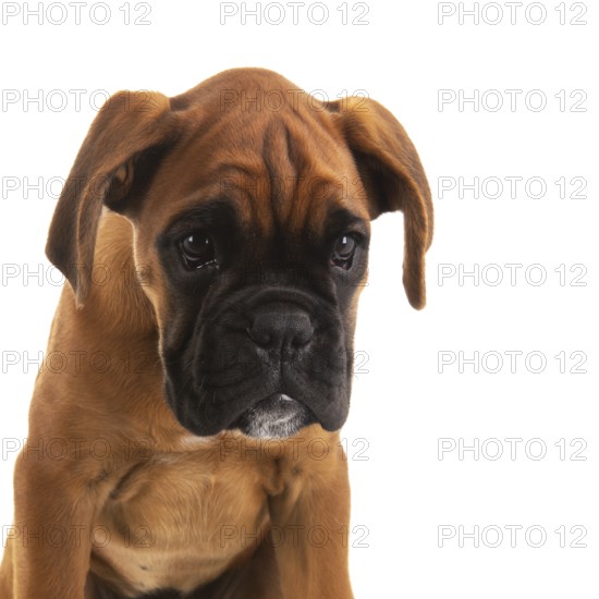 Portrait young boxer puppy on white background