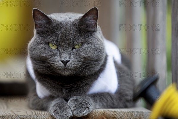 Cat on a veranda in Spain 2024