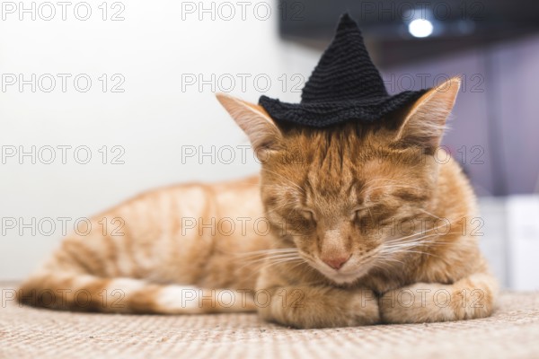Orange cat with black cap