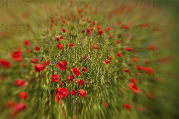 Enchanted (Papaver rhoeas)