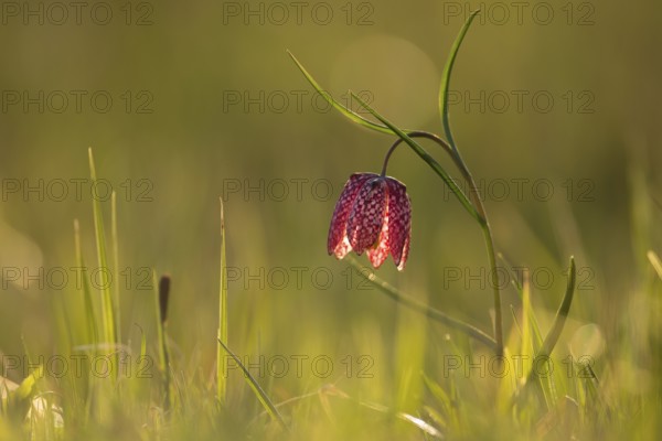 Chess flower (Fritillaria meleagris)