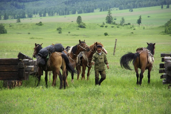 Gorno-Altaisk, Russia - July 23, 2016: Horse among green grass in nature. Brown horse. Grazing horses in the village