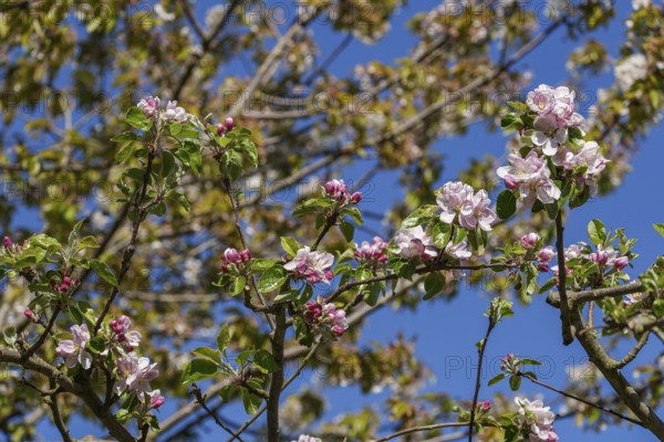 Apple tree branches with pink and white blossoms in front of a blue sky, borken, münsterland, germany