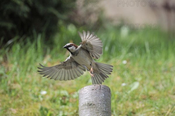 House Sparrow in departure. House sparrow in departure