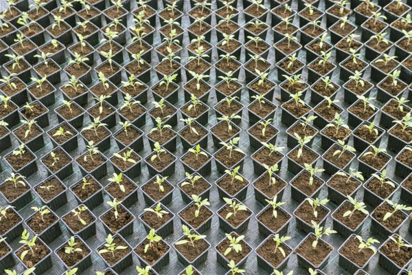 Rows of Potted Seedlings in Greenhouse