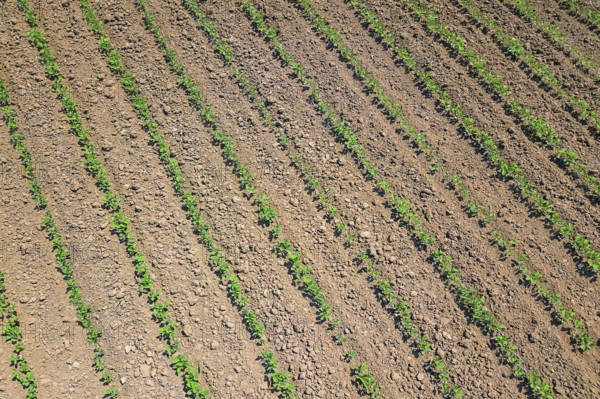 Soybean plantation. Aerial view of cultivated agricultural soybean field. Top view Spring time