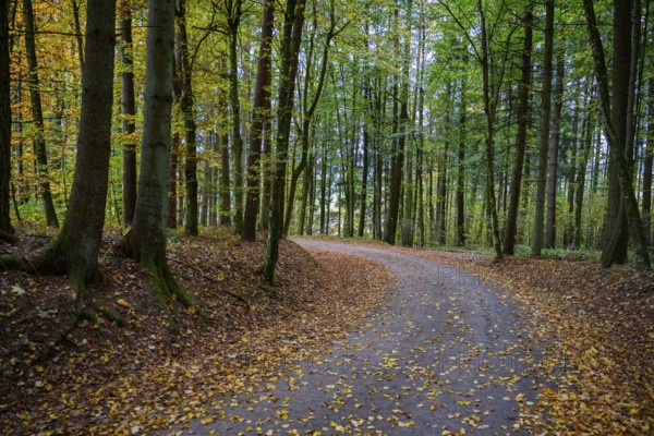 A path through a forest covered in autumn leaves