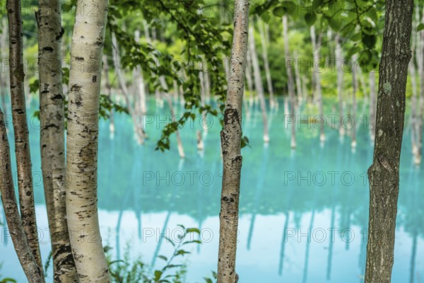 Blue pond that looks like a forest over (Hokkaido Biei-cho). Shooting Location: Hokkaido Biei-cho