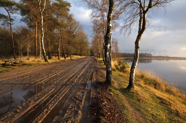 Rural ground road between birch trees by lake, Dwingelderveld