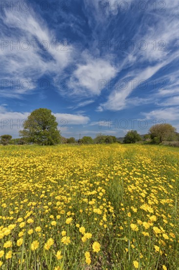 Landscape in Greece, flower meadow, tree, spring, island Lesbos Lesbos, Greece, Europe