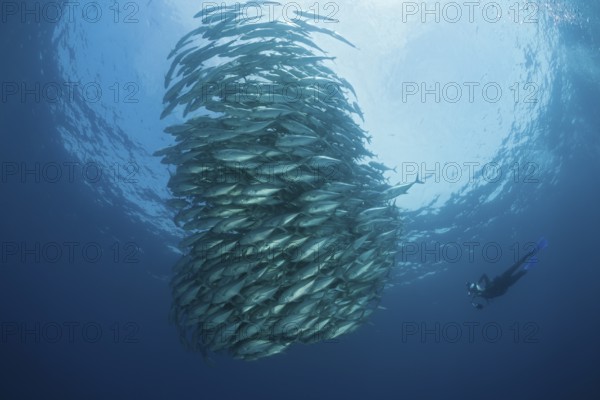 Diver and school of bigeye jacks, Caranx sexfasciatus, Cabo Pulmo, Baja California Sur, Mexico | Shoal of Bigeye Trevally, Mexico, Central America