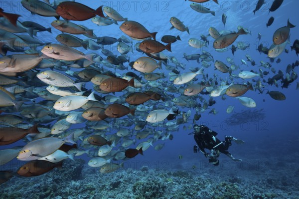 Shoal of grey surgeonfish, Acanthurus mata, Fakarava, Tuamotu Archipelago, French Polynesia | Shoal of Elongate Surgeonfish, French Polynesia, Oceania